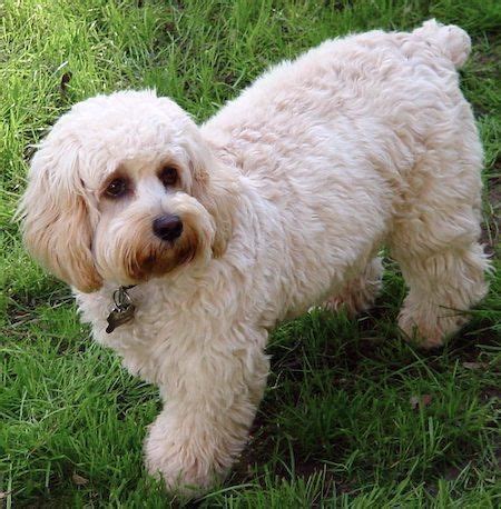 10/10/2010 we are a small country kennel located in wooster, ohio. Full-Grown Cockapoo White | Red Cockapoo Full Grown Images ...