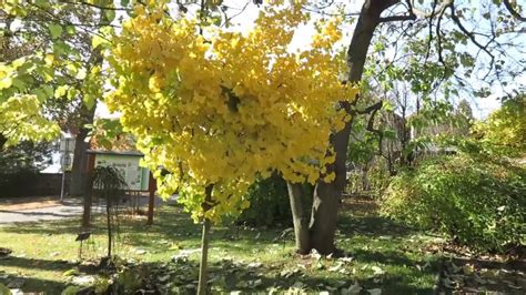 Rmm, relative molecular mass from ding et al. Ginkgo biloba 'Mariken' jinan dvoulaločný - YouTube