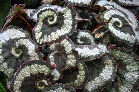 Spiral Begonias Robert Fuhro Flickr