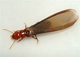 Termite Isoptera