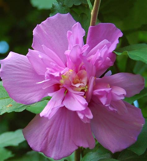Lafayette indiana wedding photographers available for commisions local and world wide. Rose of sharon | Rose of sharon, Rose, Flowers