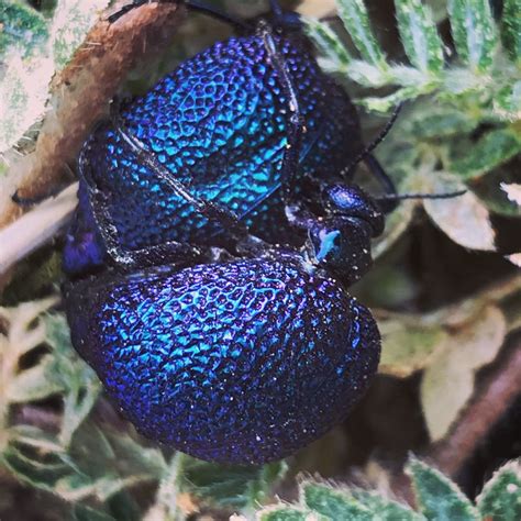 Mating Blister Beetles Smithsonian Photo Contest Smithsonian Magazine