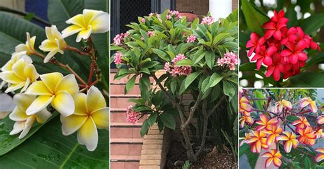 29 different types of plumeria varieties balcony garden web