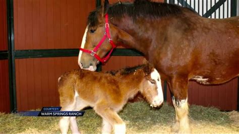 Budweiser Celebrates Birth Of Newest Clydesdale