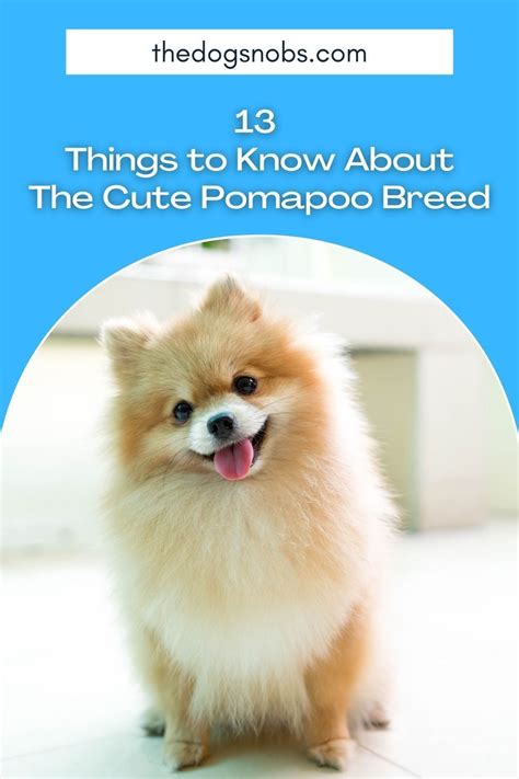 This Will Help You Tell If You And The Pomapoo Breed Are Compatible And