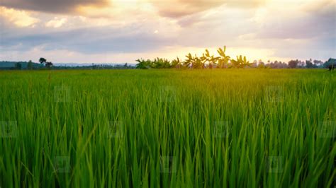 Photos - Beautiful paddy field rice 187992 - YouWorkForThem