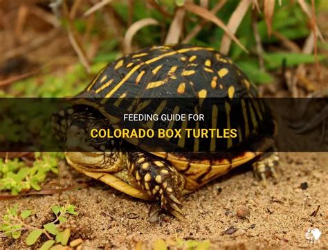Feeding Guide For Colorado Box Turtles Petshun