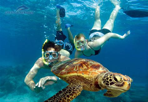 Swim With Turtles Langports