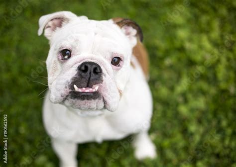A Purebred English Bulldog With Sectoral Heterochromia And An Underbite