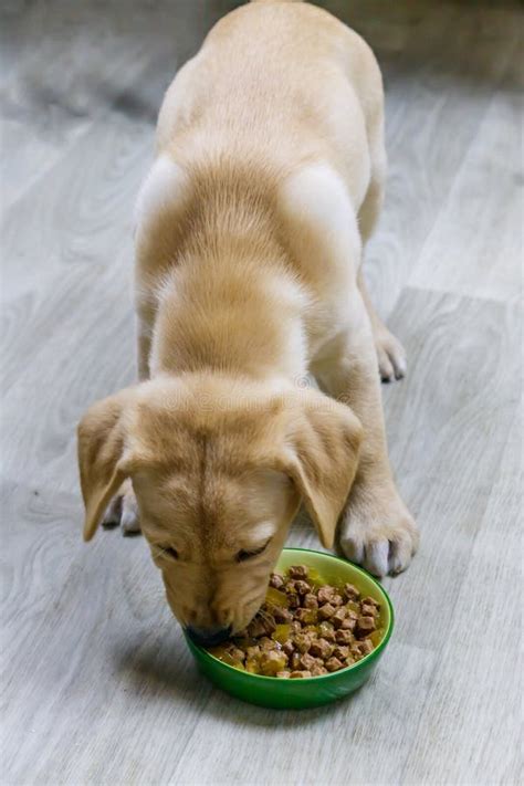 Small Cute Labrador Retriever Puppy Dog Eating His Food From Green Bowl