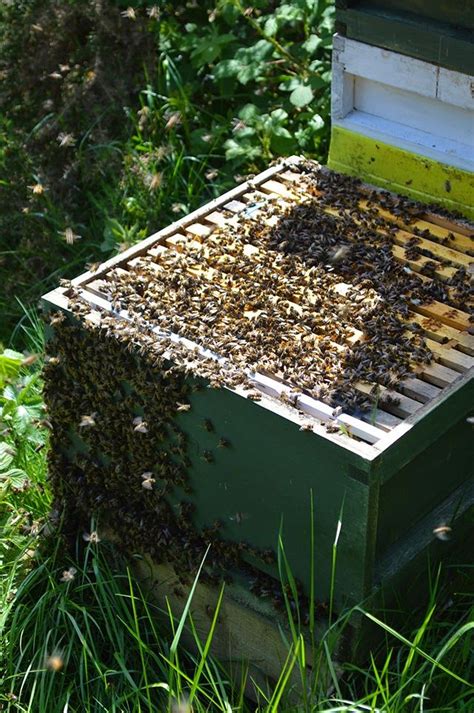 To do this, honey bees move up the hive of their product and try to tightly put in a honeycomb, where after pack wax caps. 451 best images about God's Creatures- Bees and Hives on ...