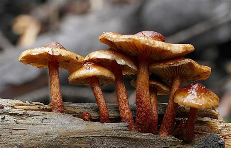 4 Tips For Identifying Tree Fungi In Southern Ontario Van Till Tree Care