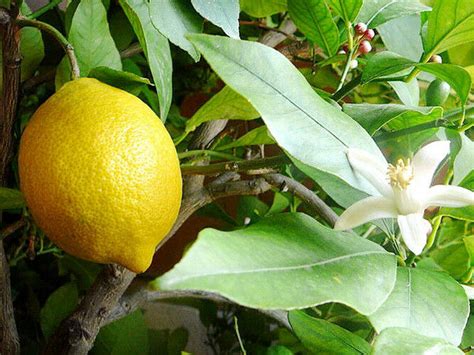 Trees on flying dragon are best planted in warmer areas of the garden as the rootstock is not very cold tolerant. Meyer Dwarf Lemon Tree (2 Trees) Make Your Own Lemonade ...