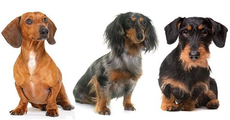 The 3 Types Of Dachshunds Alpha Paw