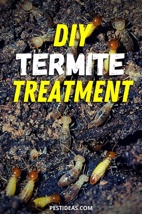 Diy Termite Treatment Tips