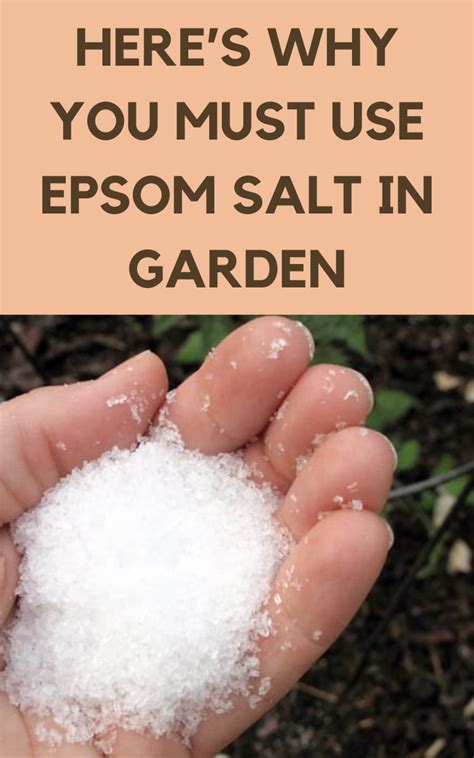 Is Epsom Salt Good For Fruit Trees