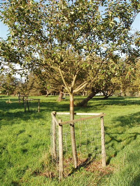 Deer have been in the orchard destroying our two year old trees. Planting fruit trees - People's Trust for Endangered Species