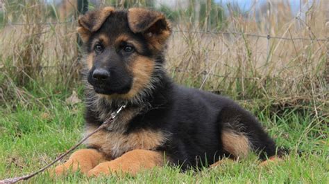 German Shepherd Small Dog Shop Cheapest Save 52 Jlcatjgobmx