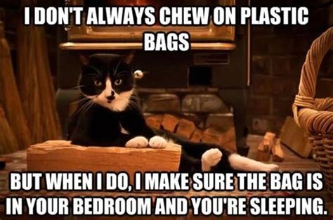 Funny Plastic Bag Cat Memes Petsies