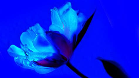 2560x1440 Tulip Flower 1440p Resolution Hd 4k Wallpapersimages