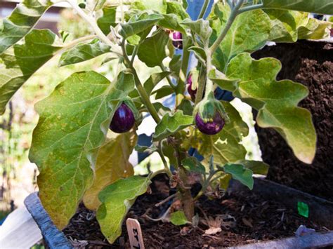 Aubergine culture et conseils