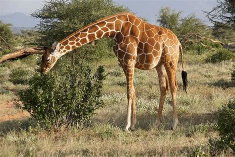 Facts About Reticulated Giraffe | Maasai giraffe | Kenya Safaris Tours
