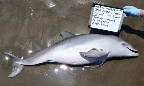 The Cause Behind Several Baby Dolphin Deaths In The Gulf Of Mexico