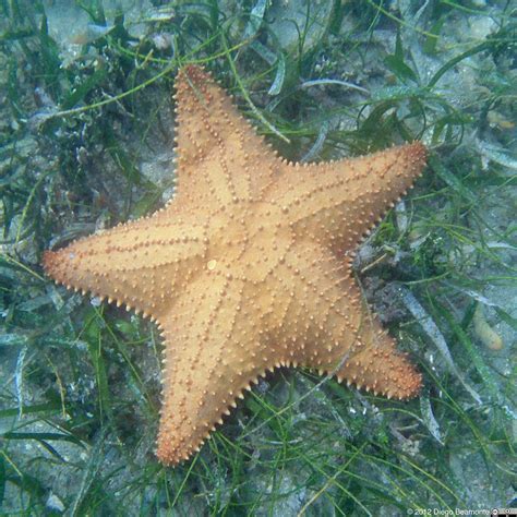 The Apprentice Manatee Cushion Starfish