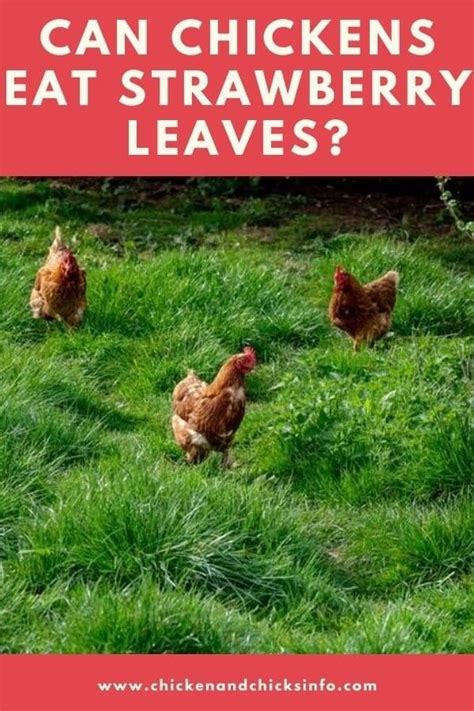 In moderation, cats can eat strawberries. Can Chickens Eat Strawberry Leaves? (Surprisingly ...