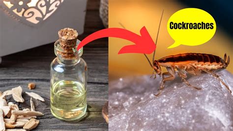 How To Get Rid Of Cockroaches From Your Homes Forever 5 Ways To Get Rid Of Cockroaches Youtube