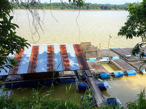 What s ikan patin in english here are 17 translations of fish malaysians love. Sangkar Ikan Patin #patinsungaipahang #patinmasaktempoyak ...