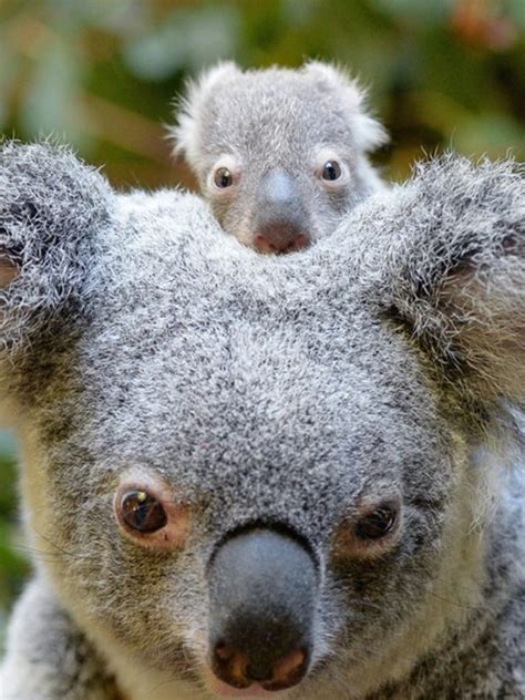The native wildlife of Australia | Wildlife Tours Australia