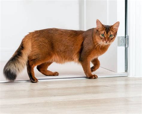 Somali Cat Looks Kinda Like A Fox Eyebleach