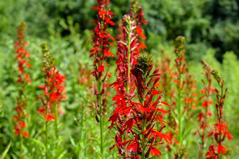 Establishing a hummingbird garden takes advantage of this fact. Best Flowers in Georgia, USA - BrandFuge