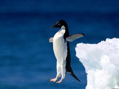 Leap Faith Penguin Wallpapers