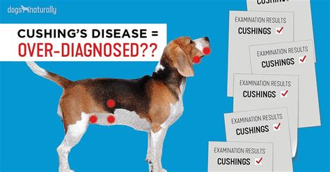 Cushing's disease, or hyperadrenocorticism to give it its proper name, is a condition where the body overproduces the cortisol steroid hormone. Why Cushing's Is Over-Diagnosed In Dogs | Dogs Naturally