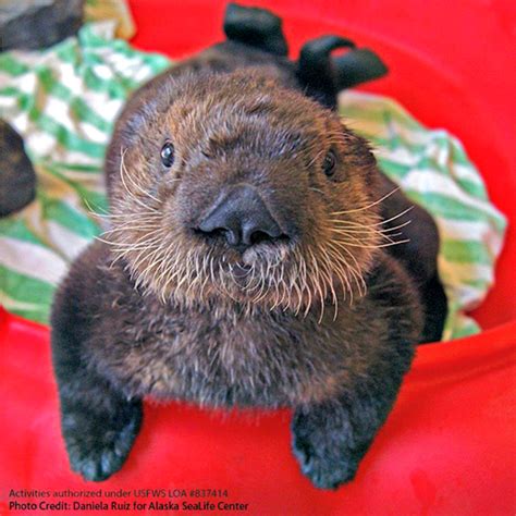 Rescued Sea Otter Pups Find A Home Zooborns