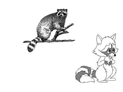 Raccoon Clip Art Clipart Best Clipart Best