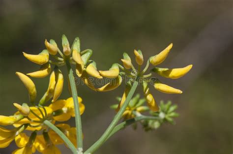 Coronilla Juncea Leguma Planta De Flores Amarillas Hermosas Formando