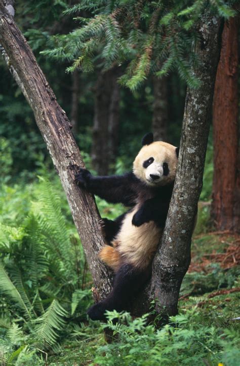 Giant Panda Endangered Species Animal Planet