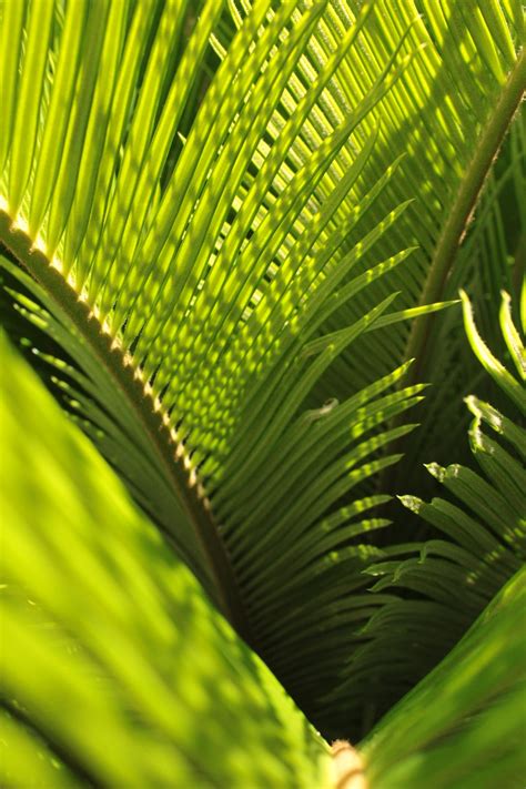 Palm Sunday Pictures Download Free Images On Unsplash