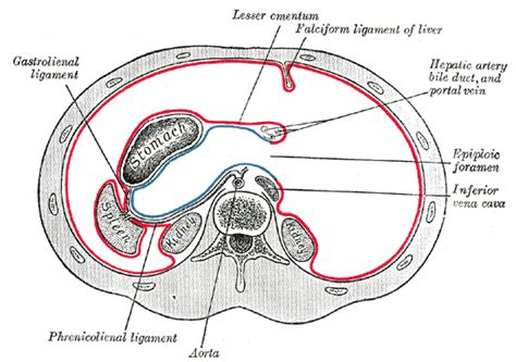 Lesser Sac Wikidoc