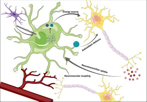 Frontiers Astrocyte Neuron Metabolic Crosstalk In Neurodegeneration