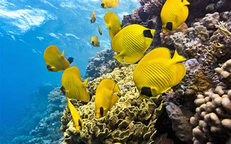 Every image can be downloaded in nearly every resolution to ensure it will work with your device. Underwater World Corals Yellow Fish Wallpapers Hd For ...