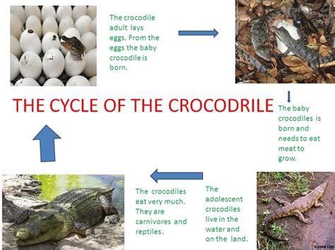 Life Cycle Saltwater Crocodile