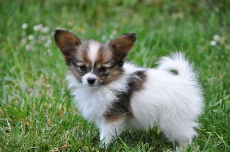 Black and white papillon puppies sitting down. Review Cute Puppies that Stay Small - US Bones