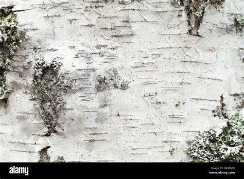 White Birch Tree Bark With Lichen Growing On It Close Up Natural