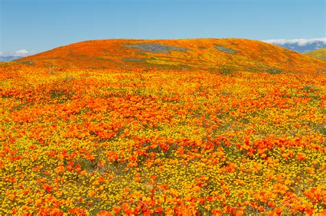 Best Places To See Southern California Wildflowers This Year