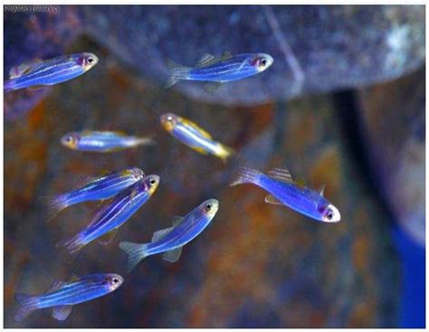 Glofish Blue Danio 5 Pack Goodjoseph Live Fish Store