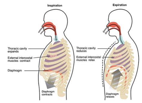 Diaphragmatic Breathing For Core And Lumbar Stability Helix Sport And Spine